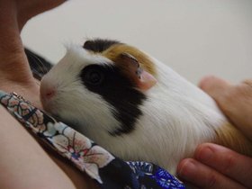 2018-11-06 one new pig.jpg